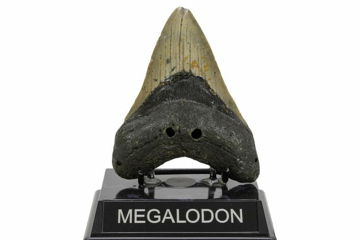 Fossil Megalodon Tooth - North Carolina #378017